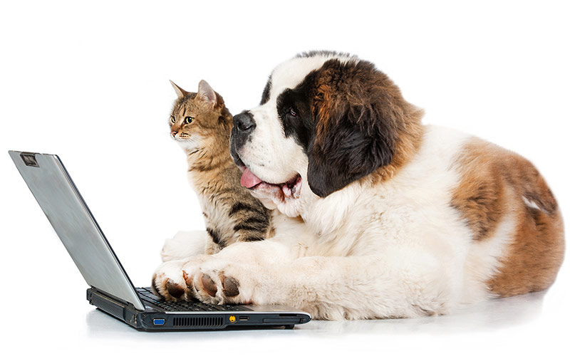 The electronic mail: a game of cats and dogs